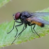 Tikramusė - Thricops semicinereus | Fotografijos autorius : Gintautas Steiblys | © Macrogamta.lt | Šis tinklapis priklauso bendruomenei kuri domisi makro fotografija ir fotografuoja gyvąjį makro pasaulį.