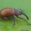 Žiedgraužis - Anthonomus phyllocola | Fotografijos autorius : Žilvinas Pūtys | © Macrogamta.lt | Šis tinklapis priklauso bendruomenei kuri domisi makro fotografija ir fotografuoja gyvąjį makro pasaulį.
