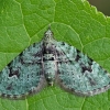 Žiedinė sprindenė - Chloroclystis v-ata | Fotografijos autorius : Gintautas Steiblys | © Macrogamta.lt | Šis tinklapis priklauso bendruomenei kuri domisi makro fotografija ir fotografuoja gyvąjį makro pasaulį.