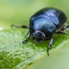 Žiedinis grambuolys - Anomala dubia | Fotografijos autorius : Oskaras Venckus | © Macrogamta.lt | Šis tinklapis priklauso bendruomenei kuri domisi makro fotografija ir fotografuoja gyvąjį makro pasaulį.