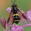 Žiedmusė - Chrysotoxum bicinctum | Fotografijos autorius : Gintautas Steiblys | © Macrogamta.lt | Šis tinklapis priklauso bendruomenei kuri domisi makro fotografija ir fotografuoja gyvąjį makro pasaulį.