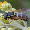 Žiedmusė - Chrysotoxum festivum ♀ | Fotografijos autorius : Žilvinas Pūtys | © Macrogamta.lt | Šis tinklapis priklauso bendruomenei kuri domisi makro fotografija ir fotografuoja gyvąjį makro pasaulį.