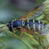 Žiedmusė - Chrysotoxum festivum ♀ | Fotografijos autorius : Žilvinas Pūtys | © Macrogamta.lt | Šis tinklapis priklauso bendruomenei kuri domisi makro fotografija ir fotografuoja gyvąjį makro pasaulį.