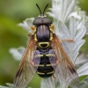 Žiedmusė - Chrysotoxum festivum ♂ | Fotografijos autorius : Žilvinas Pūtys | © Macrogamta.lt | Šis tinklapis priklauso bendruomenei kuri domisi makro fotografija ir fotografuoja gyvąjį makro pasaulį.