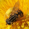 Žiedmusė - Helophilus pendulus | Fotografijos autorius : Vytautas Gluoksnis | © Macrogamta.lt | Šis tinklapis priklauso bendruomenei kuri domisi makro fotografija ir fotografuoja gyvąjį makro pasaulį.