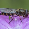Žiedmusė - Parasyrphus proximus ♀ | Fotografijos autorius : Žilvinas Pūtys | © Macrogamta.lt | Šis tinklapis priklauso bendruomenei kuri domisi makro fotografija ir fotografuoja gyvąjį makro pasaulį.