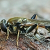 Žiedmusė - Xylota segnis  | Fotografijos autorius : Gintautas Steiblys | © Macrogamta.lt | Šis tinklapis priklauso bendruomenei kuri domisi makro fotografija ir fotografuoja gyvąjį makro pasaulį.
