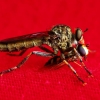 Žiedmusė ir plėšriamusė -  Syrphidae et Tolmerus cingulatus  | Fotografijos autorius : Irenėjas Urbonavičius | © Macrogamta.lt | Šis tinklapis priklauso bendruomenei kuri domisi makro fotografija ir fotografuoja gyvąjį makro pasaulį.