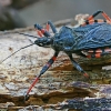 Žieduotoji plėšriablakė - Rhynocoris annulatus | Fotografijos autorius : Gintautas Steiblys | © Macrogamta.lt | Šis tinklapis priklauso bendruomenei kuri domisi makro fotografija ir fotografuoja gyvąjį makro pasaulį.