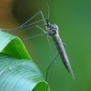 Žieminis uodas - Trichocera sp.  | Fotografijos autorius : Gintautas Steiblys | © Macrogamta.lt | Šis tinklapis priklauso bendruomenei kuri domisi makro fotografija ir fotografuoja gyvąjį makro pasaulį.
