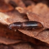 Žievėvabalis - Rhizophagus dispar | Fotografijos autorius : Žilvinas Pūtys | © Macrogamta.lt | Šis tinklapis priklauso bendruomenei kuri domisi makro fotografija ir fotografuoja gyvąjį makro pasaulį.