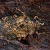 Žieviablakė - Aradus truncatus | Fotografijos autorius : Žilvinas Pūtys | © Macrogamta.lt | Šis tinklapis priklauso bendruomenei kuri domisi makro fotografija ir fotografuoja gyvąjį makro pasaulį.