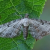 Žilasparnis sprindytis - Eupithecia succenturiata | Fotografijos autorius : Gintautas Steiblys | © Macrogamta.lt | Šis tinklapis priklauso bendruomenei kuri domisi makro fotografija ir fotografuoja gyvąjį makro pasaulį.