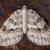 Žilasprindis - Epirrita sp. ♀ | Fotografijos autorius : Žilvinas Pūtys | © Macrogamta.lt | Šis tinklapis priklauso bendruomenei kuri domisi makro fotografija ir fotografuoja gyvąjį makro pasaulį.