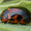 Žilvitinis dygblauzdis - Gonioctena viminalis | Fotografijos autorius : Žilvinas Pūtys | © Macrogamta.lt | Šis tinklapis priklauso bendruomenei kuri domisi makro fotografija ir fotografuoja gyvąjį makro pasaulį.