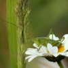 Žiogas - Orthoptera | Fotografijos autorius : Vidas Brazauskas | © Macrogamta.lt | Šis tinklapis priklauso bendruomenei kuri domisi makro fotografija ir fotografuoja gyvąjį makro pasaulį.