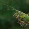 Žiogas giesmininkas - Tettigonia cantans | Fotografijos autorius : Armandas Kazlauskas | © Macrogamta.lt | Šis tinklapis priklauso bendruomenei kuri domisi makro fotografija ir fotografuoja gyvąjį makro pasaulį.