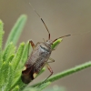 Žolblakė - Closterotomus annulus | Fotografijos autorius : Gintautas Steiblys | © Macrogamta.lt | Šis tinklapis priklauso bendruomenei kuri domisi makro fotografija ir fotografuoja gyvąjį makro pasaulį.