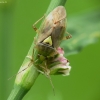 Žolblakė - Lygus sp. | Fotografijos autorius : Vidas Brazauskas | © Macrogamta.lt | Šis tinklapis priklauso bendruomenei kuri domisi makro fotografija ir fotografuoja gyvąjį makro pasaulį.