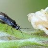 Juodpilkė žolblakė - Dicyphus globulifer | Fotografijos autorius : Gintautas Steiblys | © Macrogamta.lt | Šis tinklapis priklauso bendruomenei kuri domisi makro fotografija ir fotografuoja gyvąjį makro pasaulį.