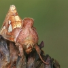 Žolinis žvilgūnas - Plusia putnami  | Fotografijos autorius : Gintautas Steiblys | © Macrogamta.lt | Šis tinklapis priklauso bendruomenei kuri domisi makro fotografija ir fotografuoja gyvąjį makro pasaulį.