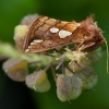 Žolinis žvilgūnas - Plusia putnami | Fotografijos autorius : Žilvinas Pūtys | © Macrogamta.lt | Šis tinklapis priklauso bendruomenei kuri domisi makro fotografija ir fotografuoja gyvąjį makro pasaulį.