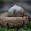 Žvaigždinas - Geastrum sp. | Fotografijos autorius : Žilvinas Pūtys | © Macrogamta.lt | Šis tinklapis priklauso bendruomenei kuri domisi makro fotografija ir fotografuoja gyvąjį makro pasaulį.