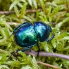 Žvilgantysis mėšlavabalis | Dor beetle | Trypocopris vernalis | Fotografijos autorius : Darius Baužys | © Macrogamta.lt | Šis tinklapis priklauso bendruomenei kuri domisi makro fotografija ir fotografuoja gyvąjį makro pasaulį.