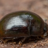 Žvilgvabalis - Cyllodes ater | Fotografijos autorius : Žilvinas Pūtys | © Macrogamta.lt | Šis tinklapis priklauso bendruomenei kuri domisi makro fotografija ir fotografuoja gyvąjį makro pasaulį.