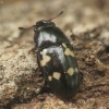 Žvilgvabalis - Glischrochilus quadriguttatus | Fotografijos autorius : Vidas Brazauskas | © Macrogamta.lt | Šis tinklapis priklauso bendruomenei kuri domisi makro fotografija ir fotografuoja gyvąjį makro pasaulį.