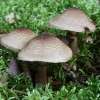 Žvynuotasis nuosėdis - Cortinarius pholideus | Fotografijos autorius : Vytautas Gluoksnis | © Macrogamta.lt | Šis tinklapis priklauso bendruomenei kuri domisi makro fotografija ir fotografuoja gyvąjį makro pasaulį.