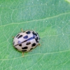 14-spotted ladybird beetle | Propylea  quatuordecimpunctata | Fotografijos autorius : Darius Baužys | © Macronature.eu | Macro photography web site