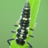 14-spotted ladybird beetle - Propylea quatuordecimpunctata, larva | Fotografijos autorius : Vidas Brazauskas | © Macronature.eu | Macro photography web site