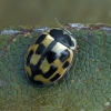 Juodasiūlė boružė - Propylea quatuordecimpunctata | Fotografijos autorius : Gintautas Steiblys | © Macronature.eu | Macro photography web site