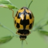14-spotted ladybird beetle - Propylea quatuordecimpunctata | Fotografijos autorius : Vidas Brazauskas | © Macronature.eu | Macro photography web site