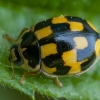 Juodasiūlė boružė - Propylea quatuordecimpunctata | Fotografijos autorius : Žilvinas Pūtys | © Macronature.eu | Macro photography web site