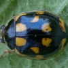 Juodasiūlė boružė - Propylea quatuordecimpunctata | Fotografijos autorius : Žilvinas Pūtys | © Macronature.eu | Macro photography web site