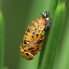 22-spot Ladybird - Psyllobora vigintiduopunctata, pupa | Fotografijos autorius : Vidas Brazauskas | © Macronature.eu | Macro photography web site