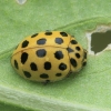 22-spot Ladybird - Psyllobora vigintiduopunctata | Fotografijos autorius : Gintautas Steiblys | © Macronature.eu | Macro photography web site