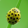 22-spot Ladybird - Psyllobora vigintiduopunctata | Fotografijos autorius : Vidas Brazauskas | © Macronature.eu | Macro photography web site