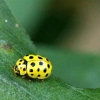 22-spot Ladybird - Psyllobora vigintiduopunctata | Fotografijos autorius : Ramunė Vakarė | © Macronature.eu | Macro photography web site