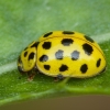 22-spot Ladybird - Psyllobora vigintiduopunctata | Fotografijos autorius : Žilvinas Pūtys | © Macronature.eu | Macro photography web site