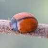 24-spot ladybird - Subcoccinella vigintiquatuorpunctata var. saponariae | Fotografijos autorius : Kazimieras Martinaitis | © Macronature.eu | Macro photography web site