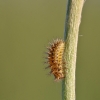 24-spot ladybird - Subcoccinella vigintiquatuorpunctata, larva | Fotografijos autorius : Agnė Našlėnienė | © Macronature.eu | Macro photography web site