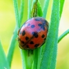 24-spot ladybird - Subcoccinella vigintiquatuorpunctata | Fotografijos autorius : Romas Ferenca | © Macronature.eu | Macro photography web site