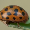 Dvidešimtketurtaškė boružė - Subcoccinella vigintiquatuorpunctata | Fotografijos autorius : Žilvinas Pūtys | © Macronature.eu | Macro photography web site