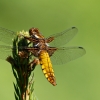 Plokščioji skėtė - Libellula depressa | Fotografijos autorius : Zita Gasiūnaitė | © Macrogamta.lt | Šis tinklapis priklauso bendruomenei kuri domisi makro fotografija ir fotografuoja gyvąjį makro pasaulį.