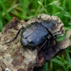 Aštuoniataškis auksavabalis - Gnorimus variabilis | Fotografijos autorius : Romas Ferenca | © Macrogamta.lt | Šis tinklapis priklauso bendruomenei kuri domisi makro fotografija ir fotografuoja gyvąjį makro pasaulį.