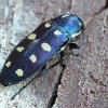 Aštuoniataškis blizgiavabalis - Buprestis octoguttata  | Fotografijos autorius : Gintautas Steiblys | © Macrogamta.lt | Šis tinklapis priklauso bendruomenei kuri domisi makro fotografija ir fotografuoja gyvąjį makro pasaulį.