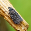 Achilid planthopper - Cixidia confinis | Fotografijos autorius : Romas Ferenca | © Macronature.eu | Macro photography web site